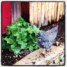 One of our five hens off to work (she has a very determined stride, no?) 