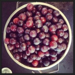 local plums
