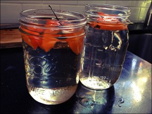 Habanero Simple Syrup