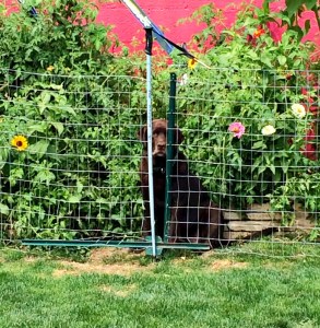 This is NOT the side of the fence she's supposed to inhabit. 